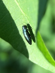 Agrilus cyanescens