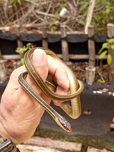 Central American Ribbon Snake