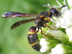 Parancistrocerus histrio