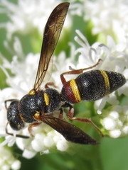 Parancistrocerus histrio