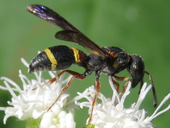 Parancistrocerus histrio