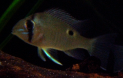 Cupid Cichlid photo 4