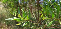 Acacia dodonaeifolia