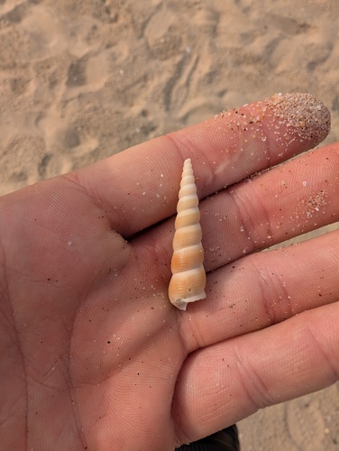 Turritella ungulina observed 2025-02-11