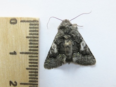 Behrensia conchiformis