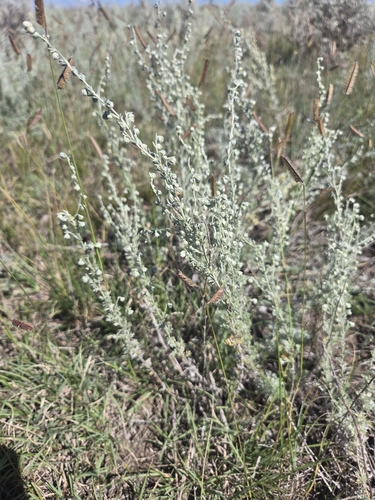 fringed sagebrush
