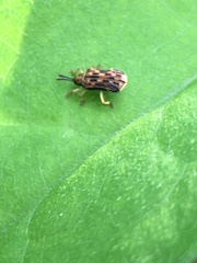 Sumitrosis inaequalis