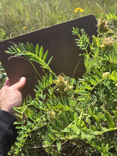 Chickpea Milkvetch