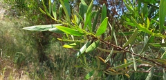 Acacia dodonaeifolia