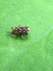 Sumitrosis inaequalis