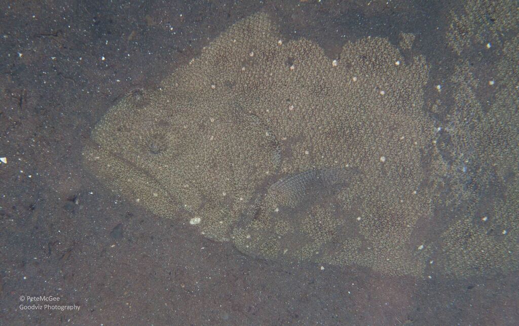 Indian halibut (Psettodes erumei)