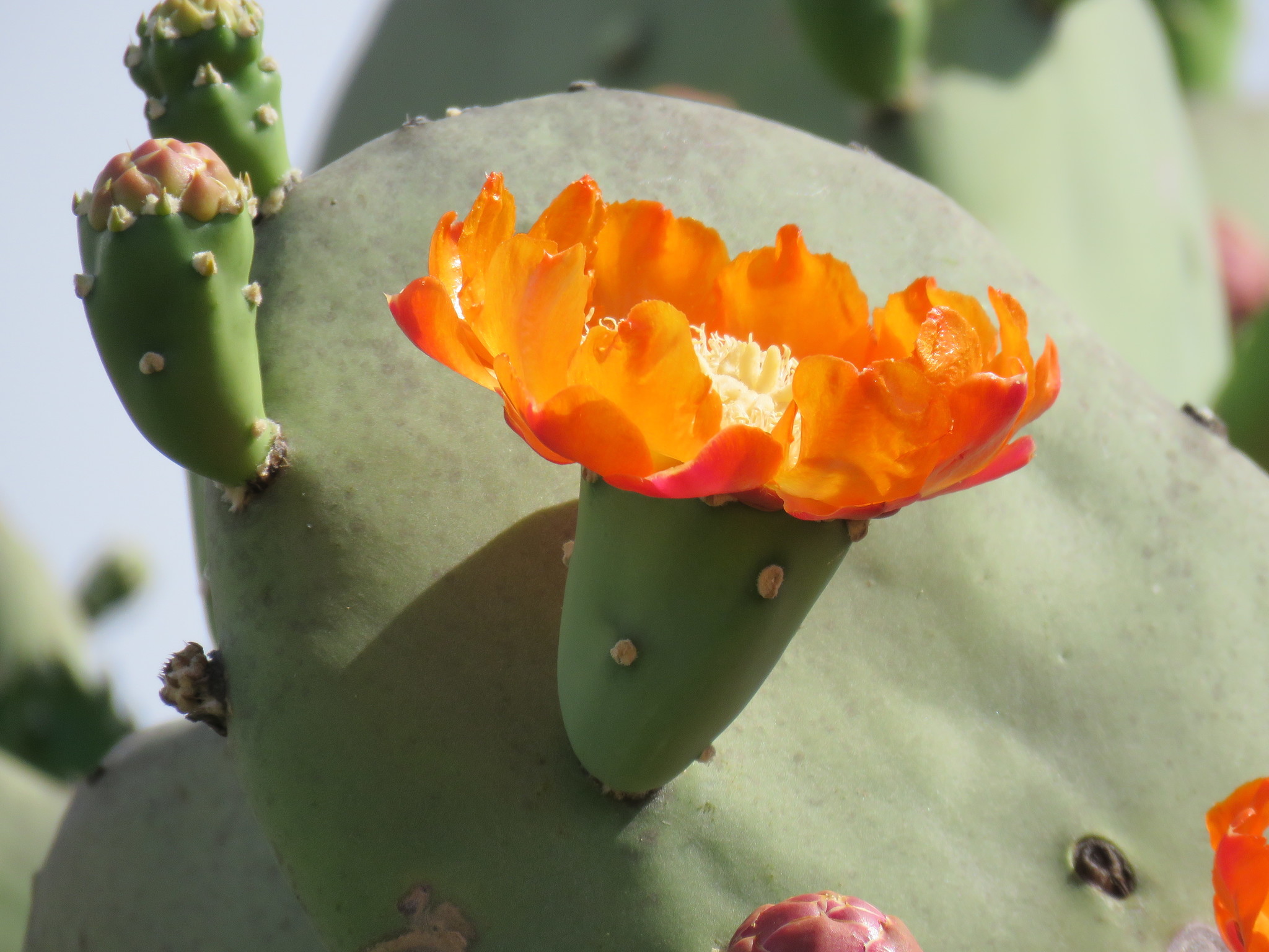 Opuntia quimilo