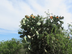 Opuntia quimilo