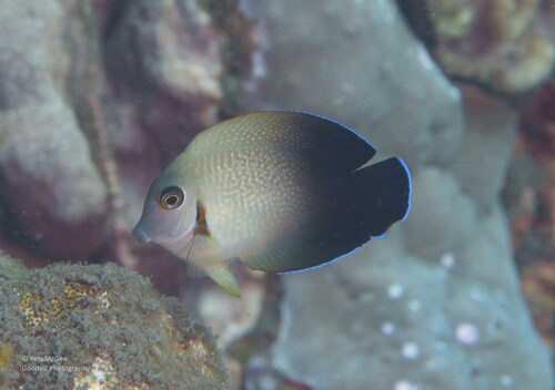 Photo of Mimic Surgeonfish (Acanthurus pyroferus)
