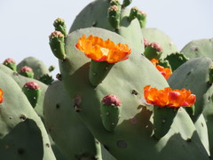 Opuntia quimilo