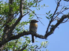 Nystalus maculatus