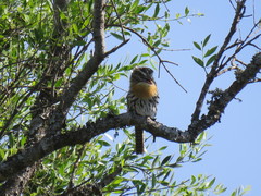 Nystalus maculatus