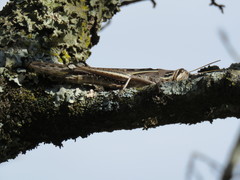 Schistocerca cancellata