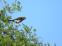 Spiziapteryx circumcincta