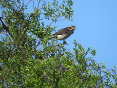 Spiziapteryx circumcincta