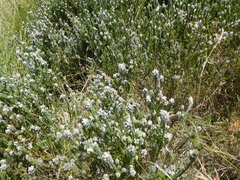 Aspalathus barbigera