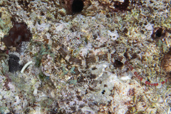 Corythoichthys amplexus
