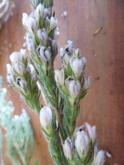 Aspalathus barbigera