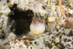 Glyptoparus delicatulus