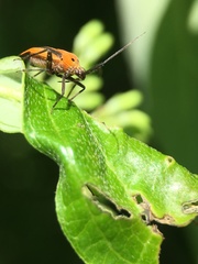Taedia