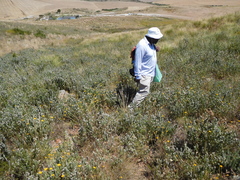 Aspalathus barbigera