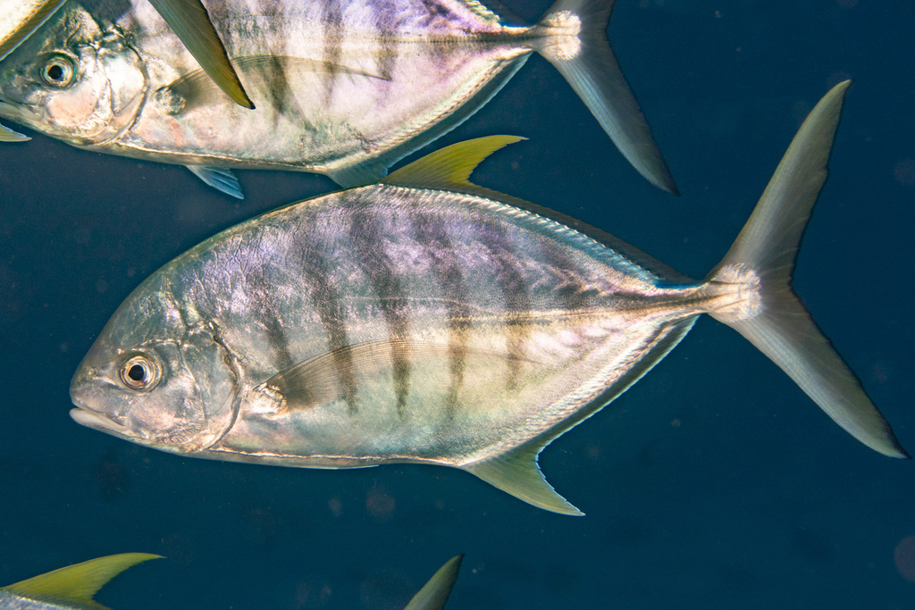 Blue Trevally