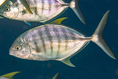 Ferdauia ferdau