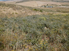 Aspalathus barbigera