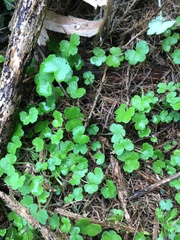 Hydrocotyle bowlesioides