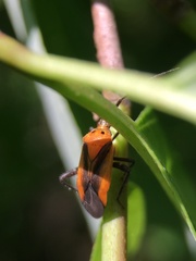 Taedia