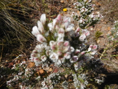 Aspalathus barbigera