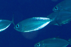 Selar crumenophthalmus