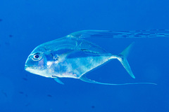 Alectis ciliaris