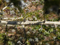 Aspalathus barbigera