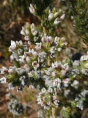 Aspalathus barbigera