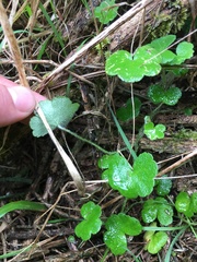 Hydrocotyle bowlesioides