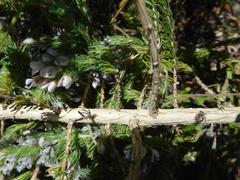 Aspalathus barbigera