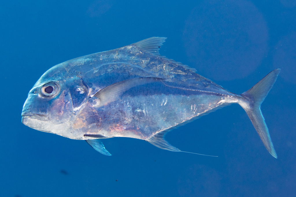 African Pompano (Saltwater Fish of Mississippi) · iNaturalist