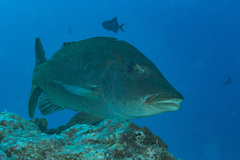Lethrinus olivaceus