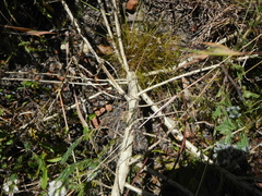 Aspalathus barbigera