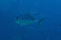 Alectis ciliaris