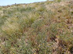 Aspalathus barbigera