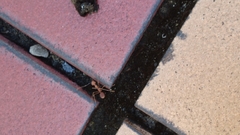 Oecophylla smaragdina