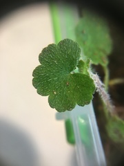 Hydrocotyle bowlesioides