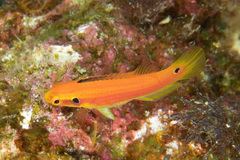 Bodianus bimaculatus